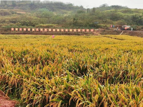 再破紀錄 袁隆平團隊雙季稻畝產超1500公斤