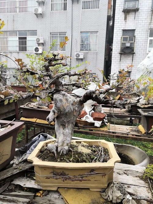 老驥伏櫪寫(xiě)春秋